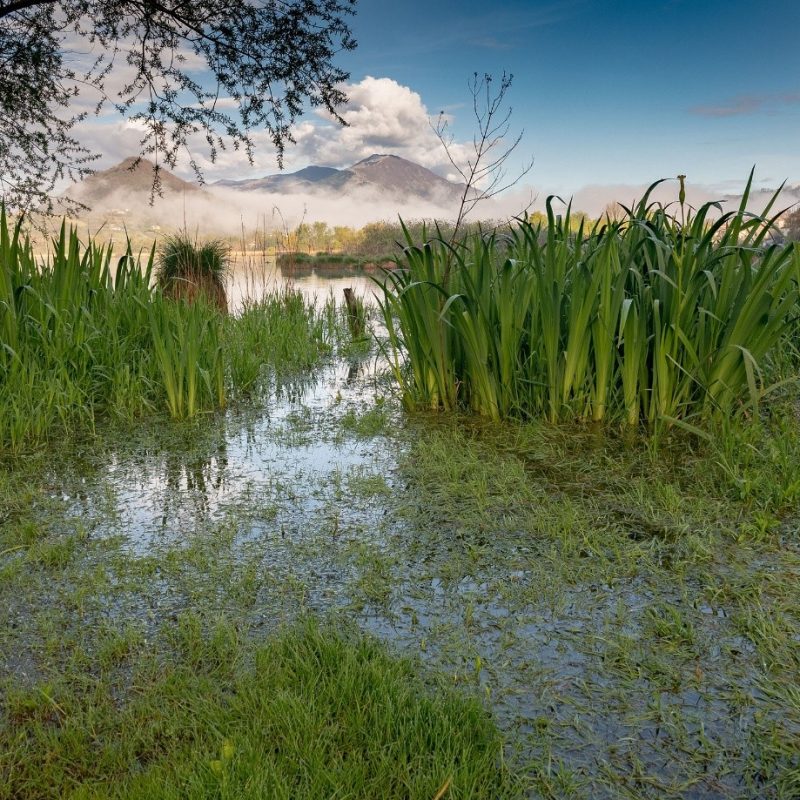 Intergrated Wetland